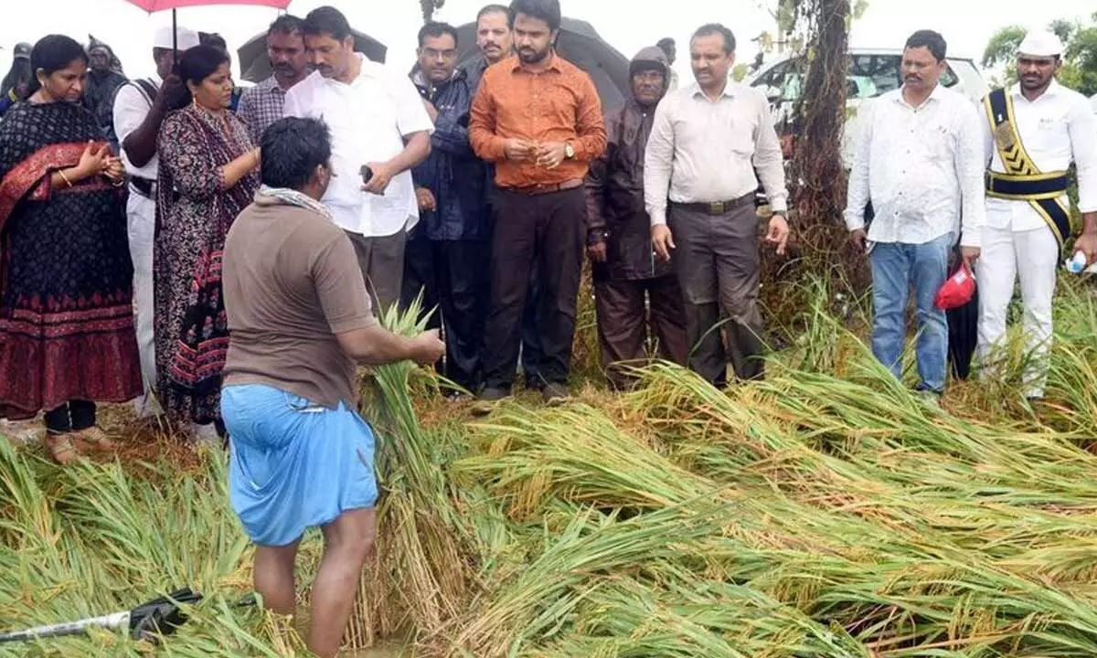 Collector Prasanna Venkatesh examining damaged paddy due to heavy rains in Pedapadu mandal on Tuesday