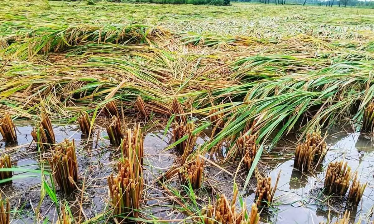 Paddy fields inundated and lodged due to heavy rain caused by Cyclone Michaung in Ponnuru mandal of Guntur district on Tuesday