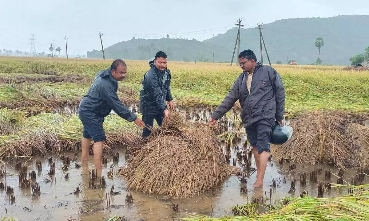 CPM leaders examining paddy crops that were inundated in Anakapalli district on Tuesday