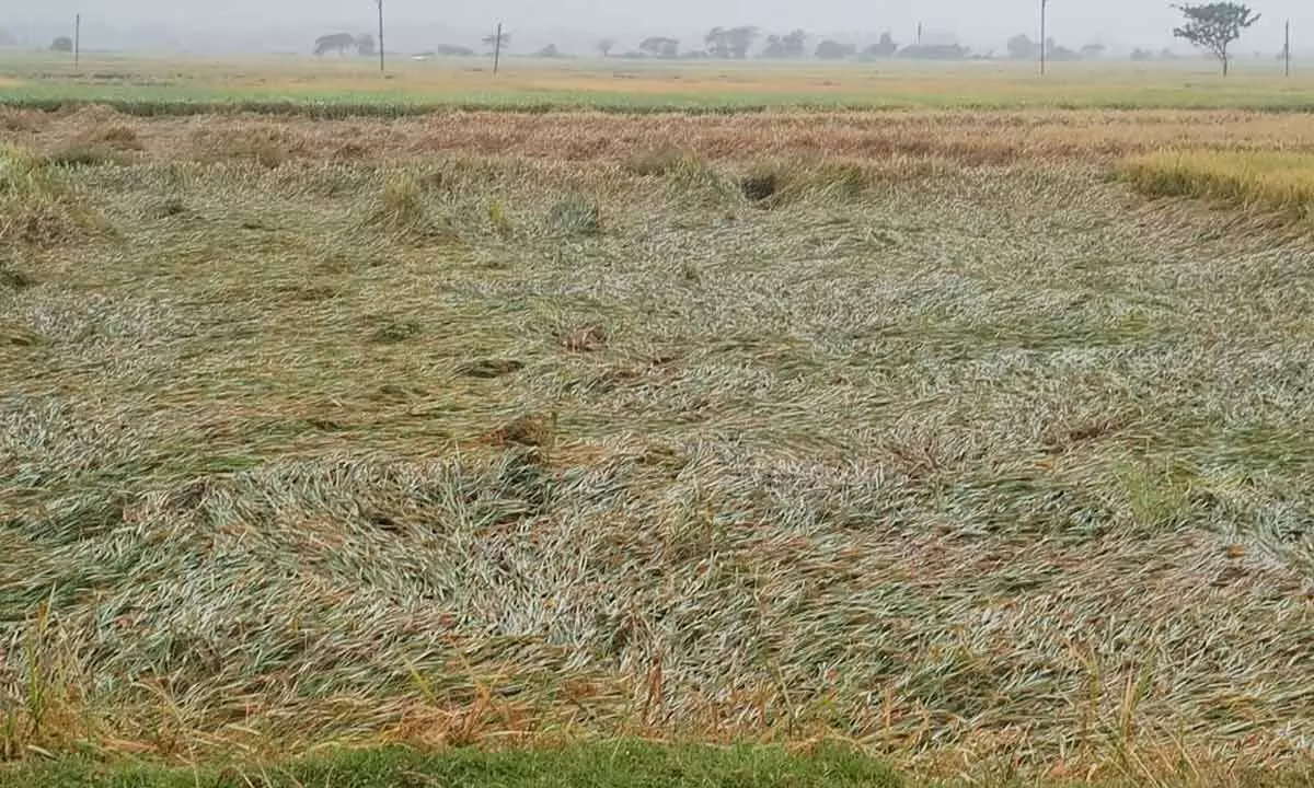 Cyclone damages paddy crop in Srikakulam