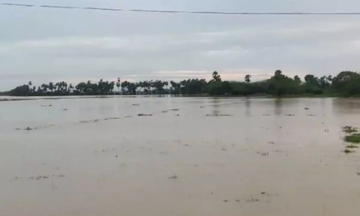 Crops inundated at Viswanatharao Pet in Dagadarthi mandal following heavy rains during the last two days