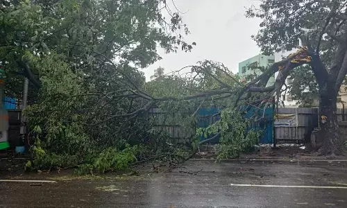 A fallen tree on Korukonda Road in Rajahmundry