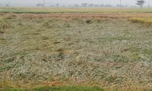 Cyclone damages paddy crop in Srikakulam