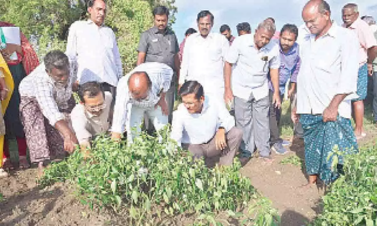 Ongole: Every farmer will get compensation says Officials