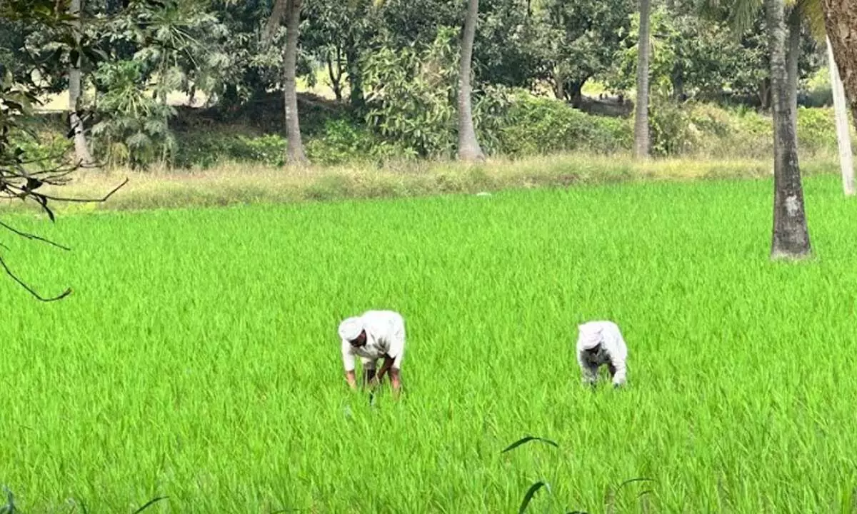 nurture.farm kickstarts its Sustainable Rice Program for Rabi23, leading the transition to Sustainable Agriculture Practices