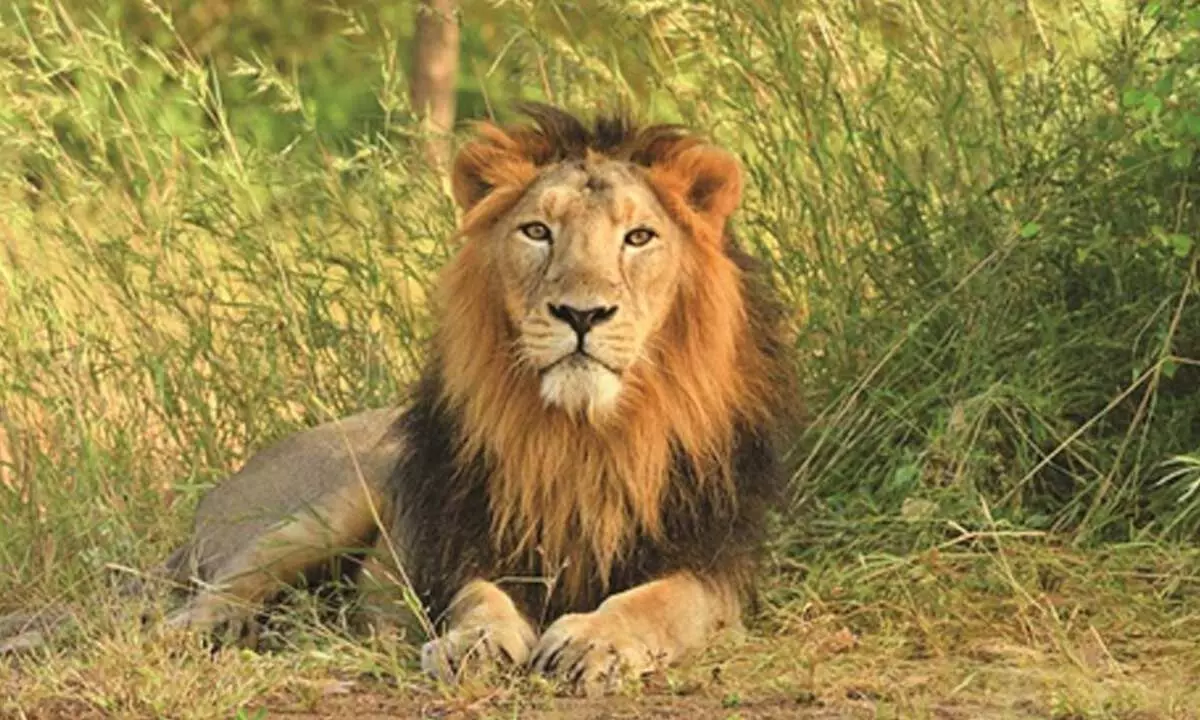 Nearly 400 lions died in Gujarat in three years, unnatural causes behind some deaths