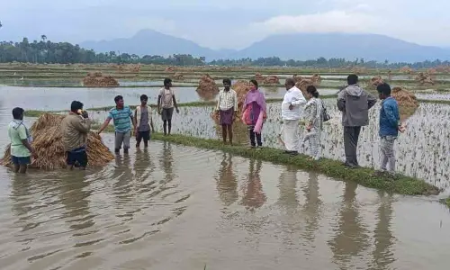 Vizianagaram: Paddy crop in 10,000 acre submerged