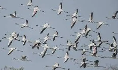 Climate change impacting migratory animals: UN report at COP28 summit