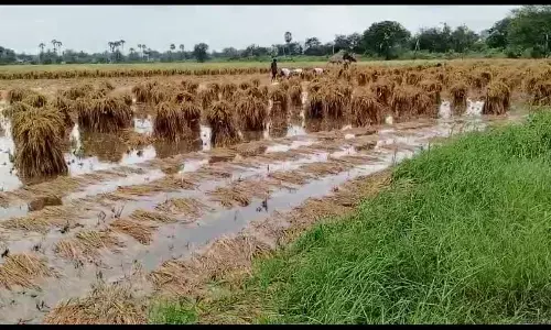 Enumeration of crop damage from Dec 10