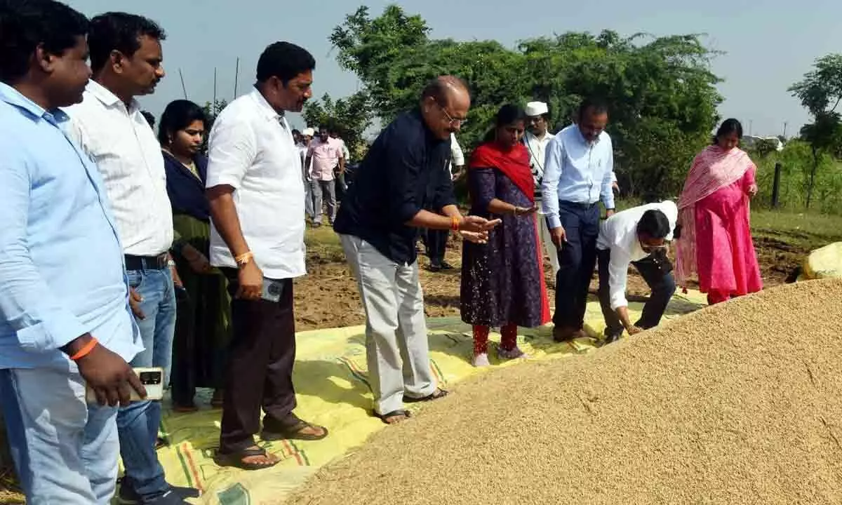 Eluru: Paddy purchase for kharif to continue till March