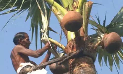 Excise Department Cracks Down on Chemical Toddy Production