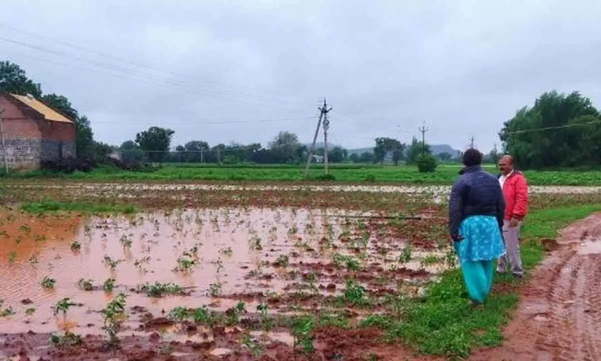 Cyclone causes heavy loss to tobacco farmers