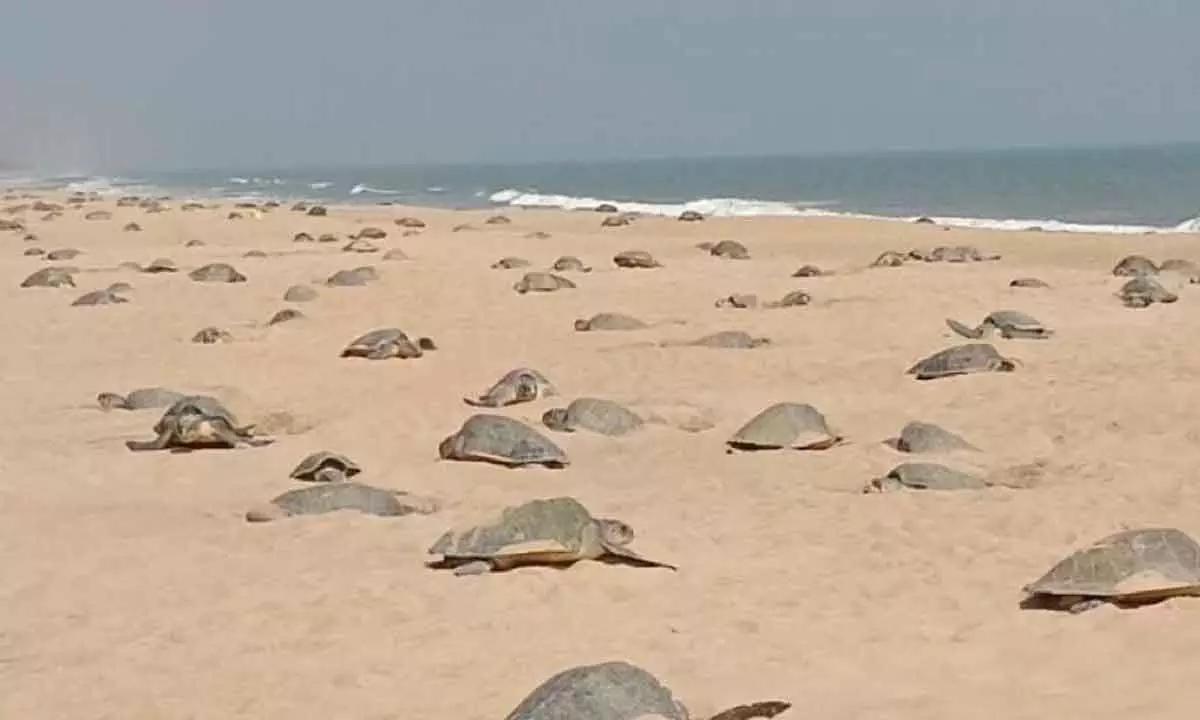 Odisha urges DRDO to restrict missile testing during nesting season of turtles