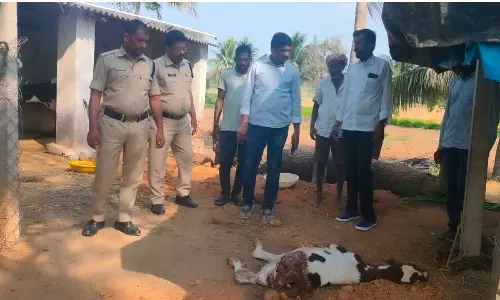 Hyena attack near Dooskal outskirts