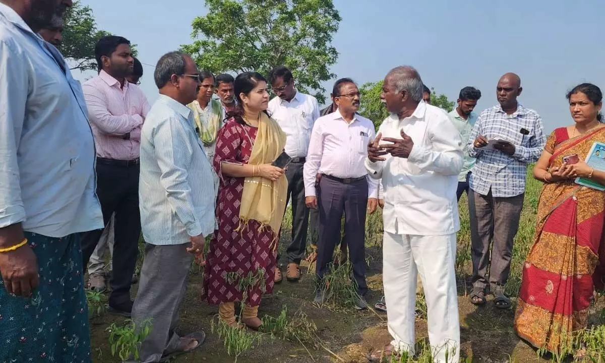 Joint Collector G Rajakumari along with officials visiting damaged paddy fields in Vatticherakuru mandal of Guntur district on Tuesday