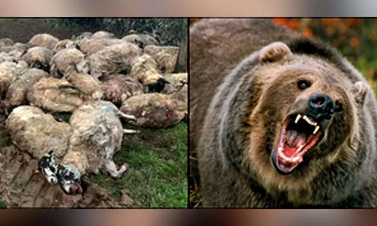Kashmir: 18 sheep killed, 25 injured in bear attack