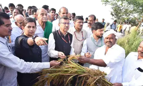 Penamaluru: Inter-ministerial team meets farmers to know crop loss