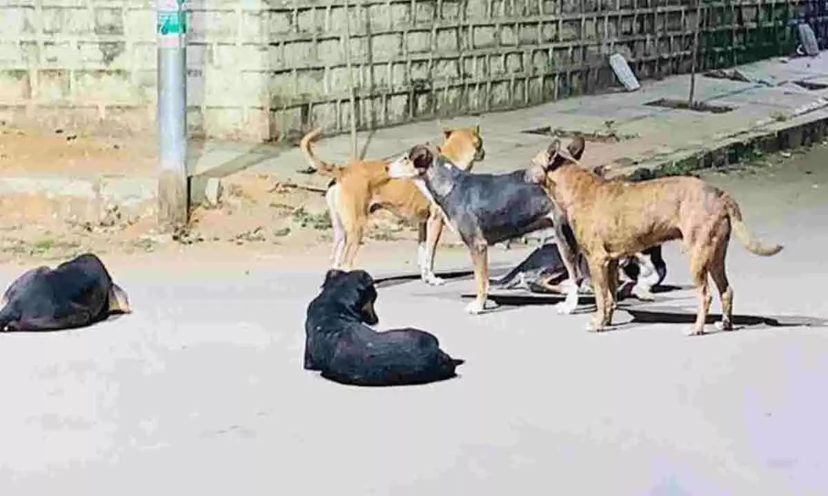 Stray dog attacks a boy in Dilsukhnagar