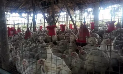 Denmark raises bird flu risk level to high