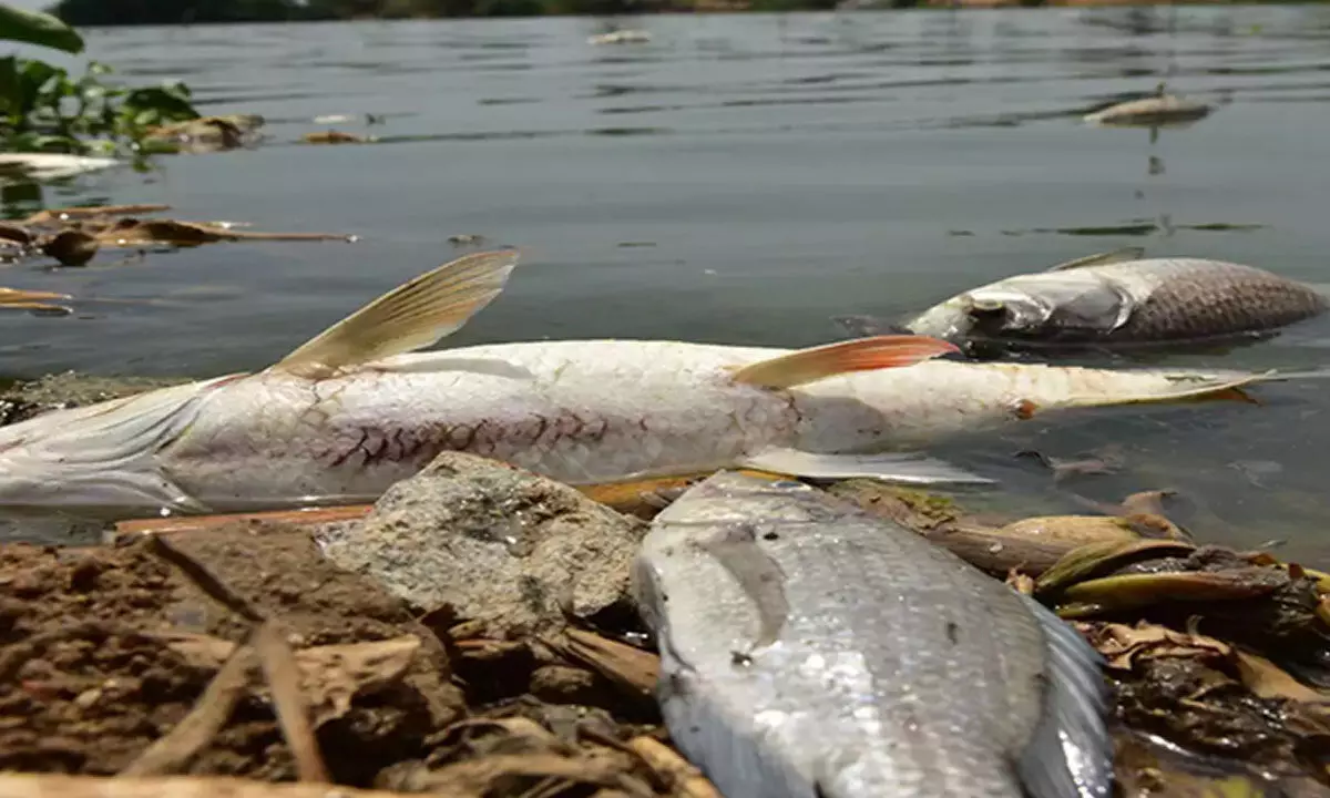 HC takes up suo motu case on death of hundreds of fish in Durgam Cheruvu