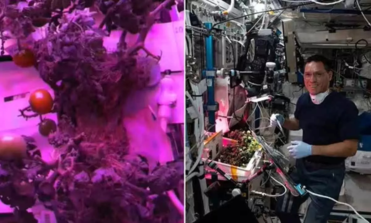 NASA shares ‘saucy story of two rogue tomatoes’ lost in space for 8 months