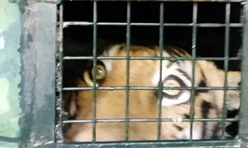 Protests in Wayanad as people demand killing of man-eating tiger caught in cage