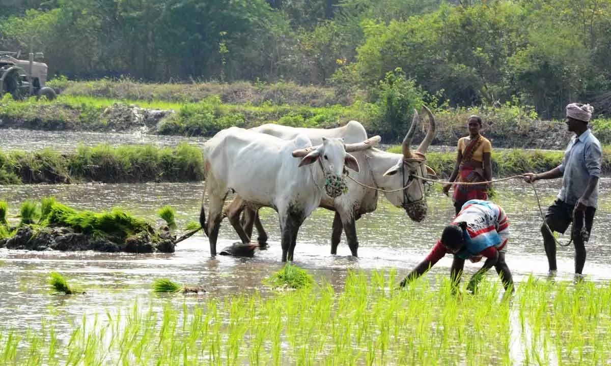 Agricultural activity for Rabi season begins in TS