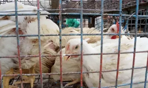 Chicken price rises by Rs 60 a kg in Kolkata in past 10 days