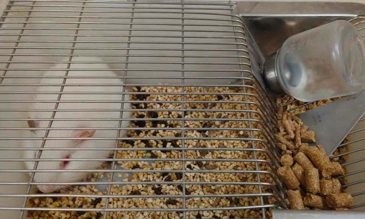 Animal Handling concludes