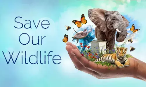 Go the whole hog, protect wildlife