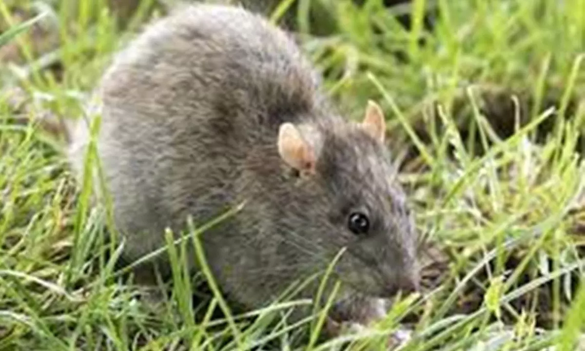 Ukrainian, Russian troops suffer from exceptional levels of rat infestation