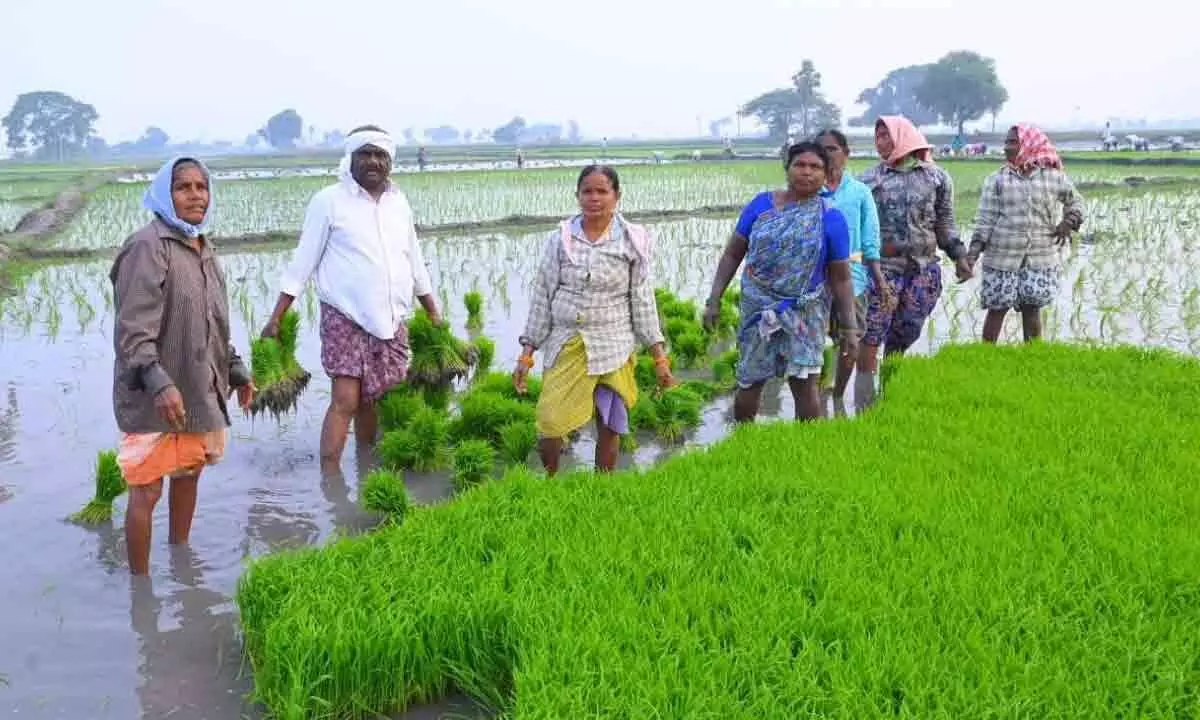 Yadadri: MLA Tungaturthi Samuel participates in paddy sowing