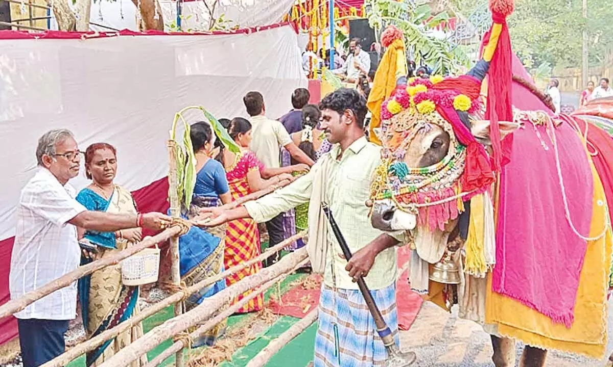 A man with his decorated Gangireddu seeking contributions at Prasanna Chennakesava swamy temple during Mukkanti Ekadasi on Saturday