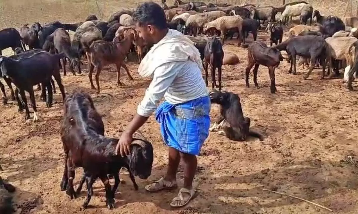 Shepherds allege delay in Anugrah Yojana compensation