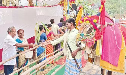 A man with his decorated Gangireddu seeking contributions at Prasanna Chennakesava swamy temple during Mukkanti Ekadasi on Saturday
