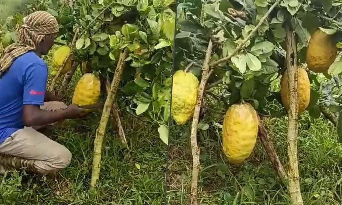 Rare variety of lemons weigh 5 kg in Kodagu
