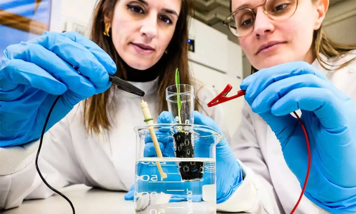 New electronic soil may enhance crop growth
