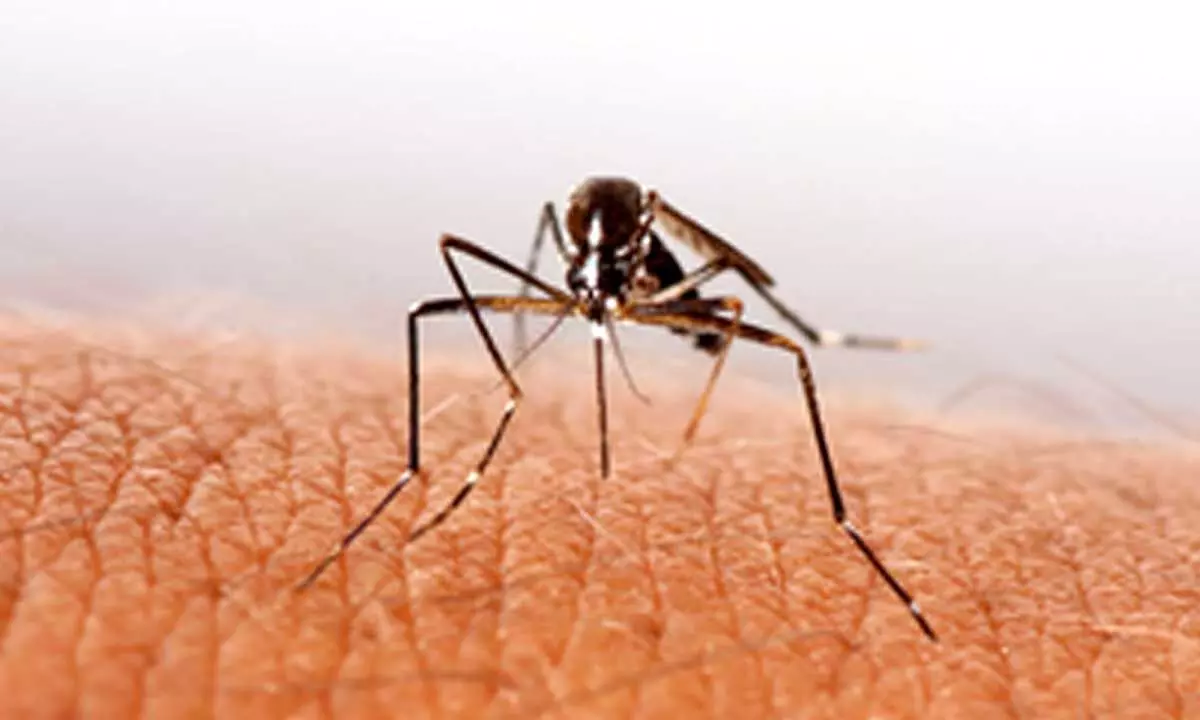 Sri Lanka speeds up dengue control before university entrance exams