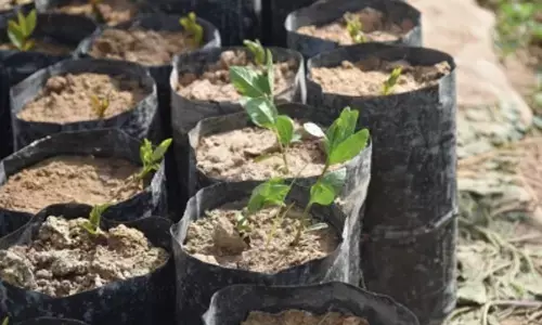 UP to plant 35 crore saplings in 2024 : Yogi Adityanath