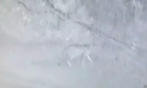 Another Leopard Sighting Raises Concerns on Outskirts Forest Department Alerted