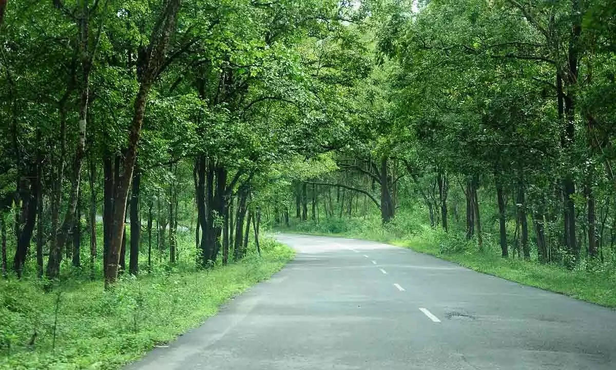 Parvathipuram: Forest panel gives nod for 6 roads