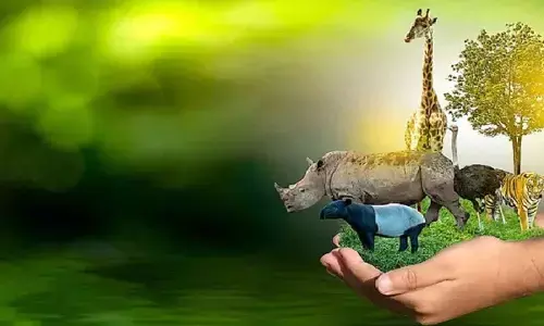 Go the whole hog, protect wildlife