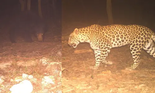 Leopard & sloth bear sighted near Alipiri footpath