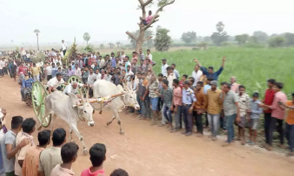 Hundreds watch state-level bullock carts race