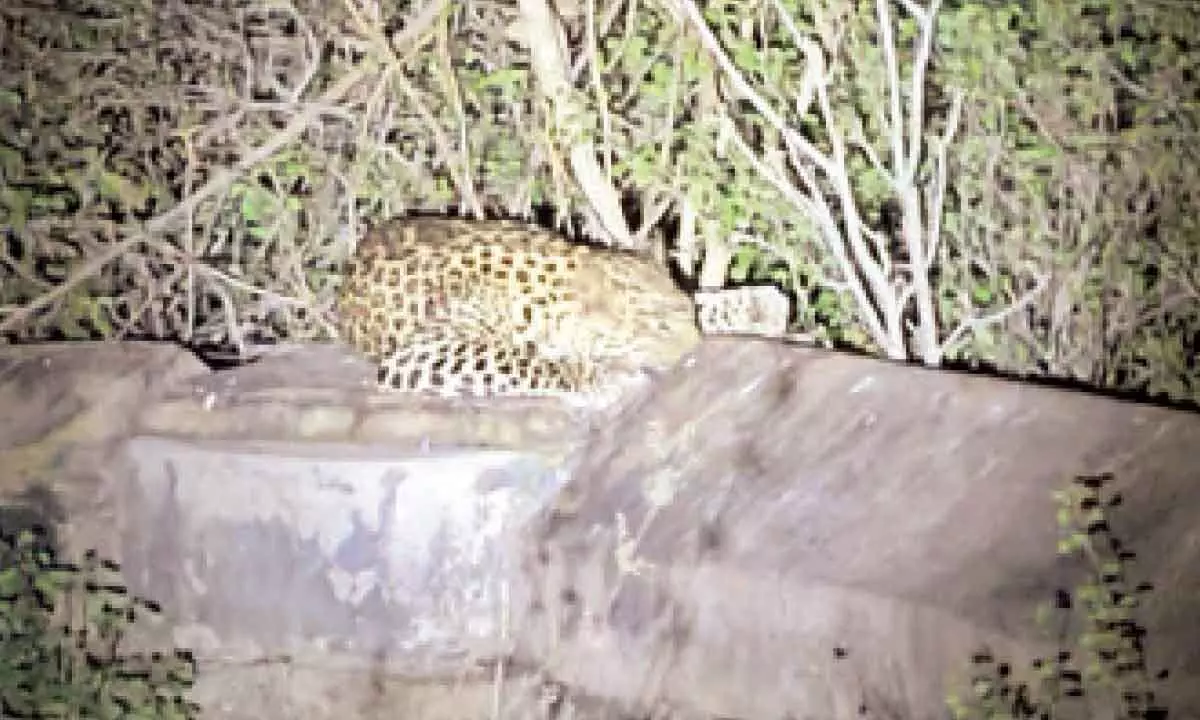 Leopard spotted near Srisailam ORR