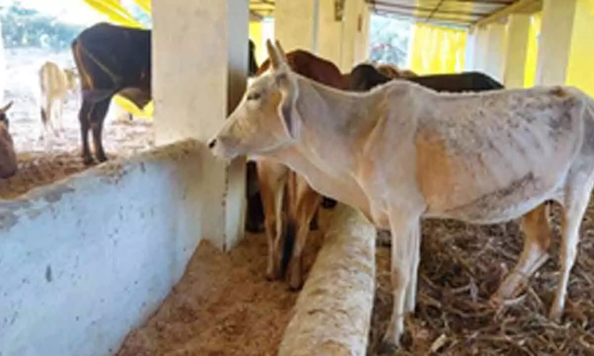 UP extends deadline for shifting stray cattle to cow shelters