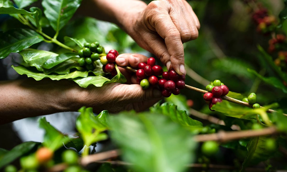 Araku Coffee won ODOP Award