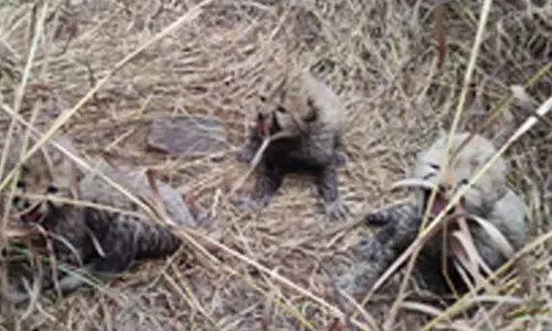 Namibian cheetah Aasha gives birth to three cubs at Kuno