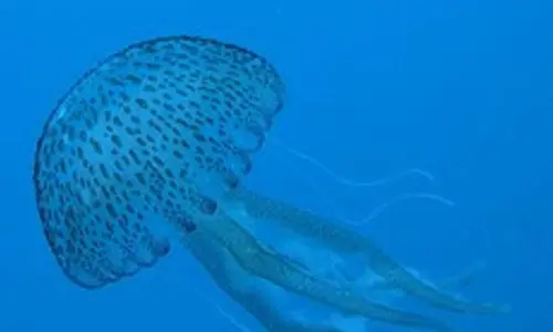 New Zealand beach-goers warned of jellyfish stings