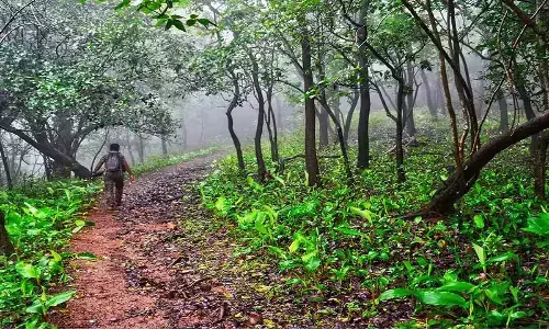 Rs 60-cr worth encroachment bulldozed in Turahalli Reserve Forest